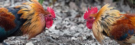 manok na panabong|pag aalaga ng manok panabong.